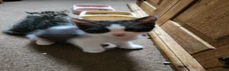 Mixed Breed cats for sale: Kittens for sale  - Advert 6