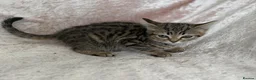 Mixed Breed cats for sale: Beautiful Bengal mix kittens  - Advert 6