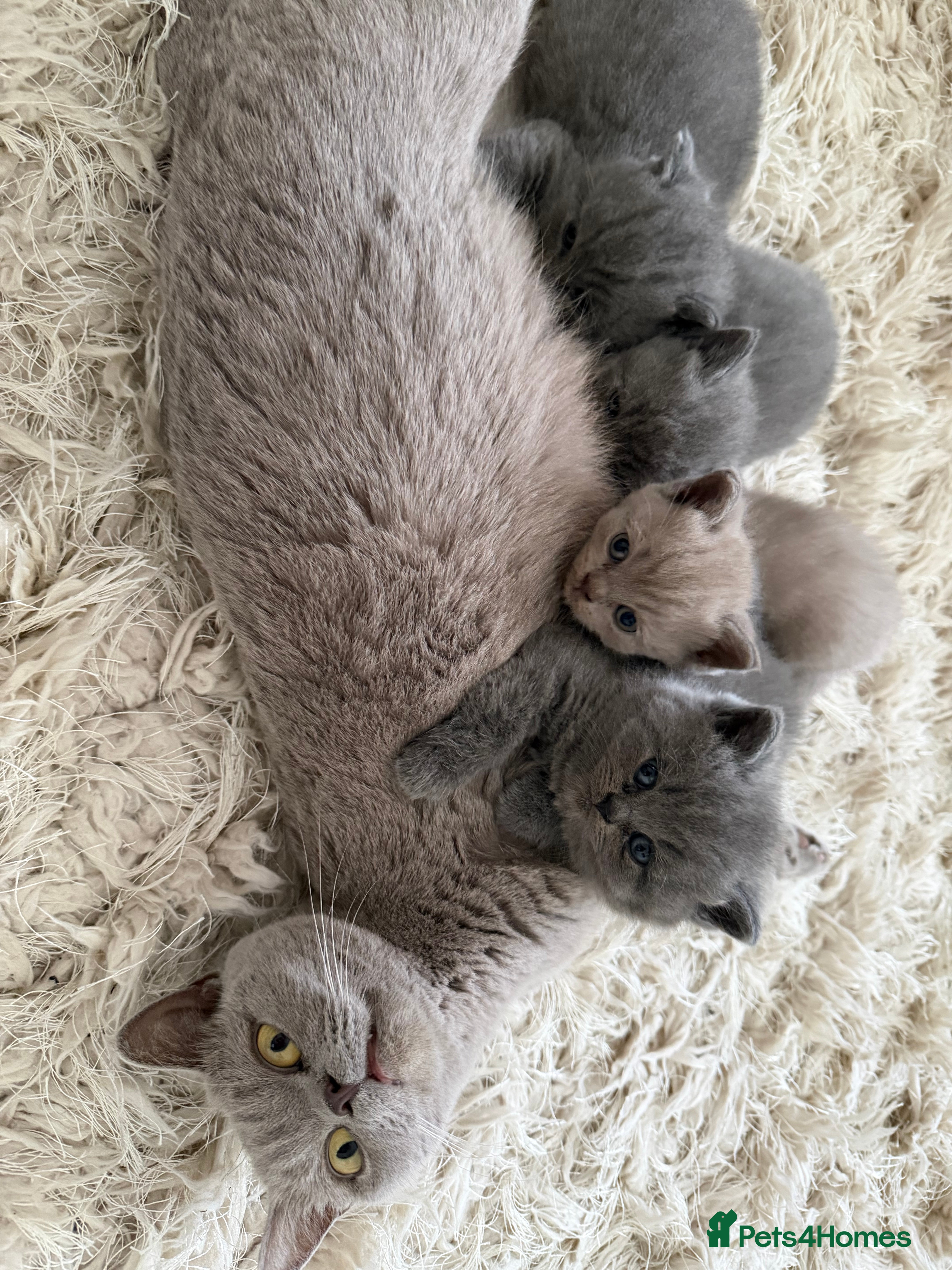 British Shorthair cats Beautiful British Shorthaired Cats - Advert 1