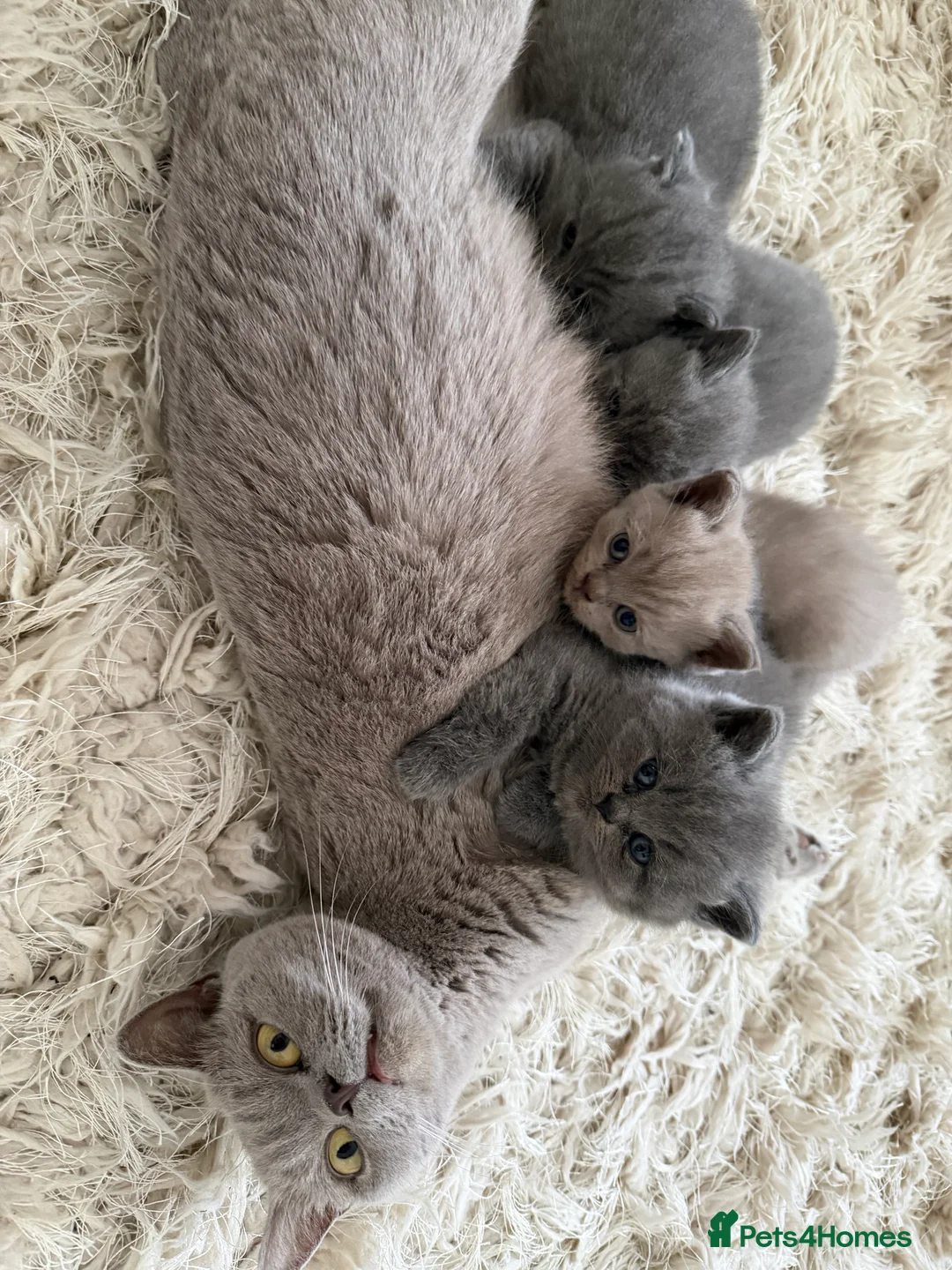 British Shorthair cats for sale: Beautiful British Shorthaired Cats - Advert 1