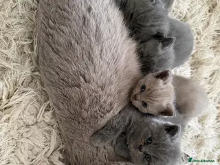 British Shorthair cats Beautiful British Shorthaired Cats - Advert 1