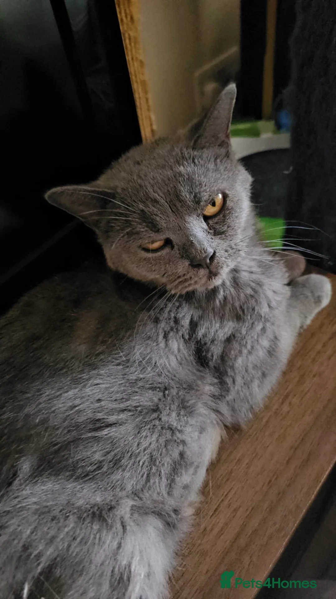 Mixed Breed cats for adoption: Blue female rescue cat Looking for 1st Real Home - Advert 2