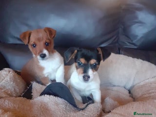 Jack Russell dogs Jack Russell girl and boy pup - Advert 1