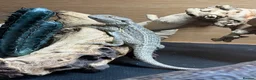 Bearded Dragon reptiles for sale: 10 month old bearded dragon with full set up  - Advert 5