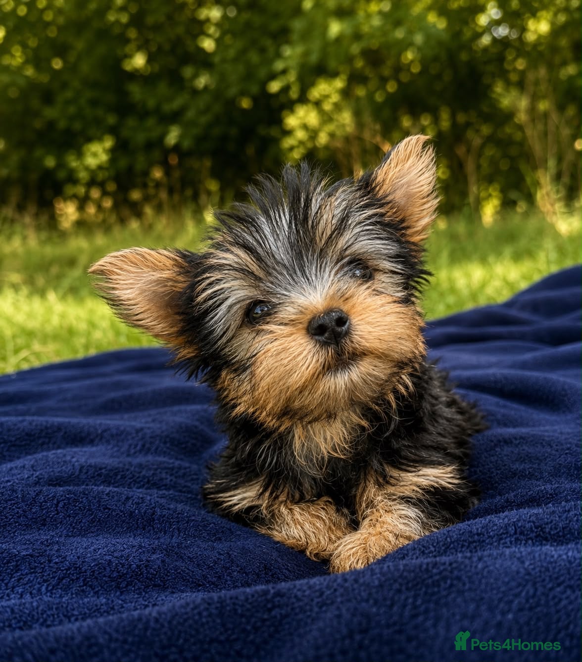 Yorkshire Terrier dogs SMALL GIRL ONE LEFT - Advert 6