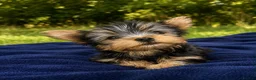 Yorkshire Terrier dogs for sale: SMALL GIRL ONE LEFT - Advert 6
