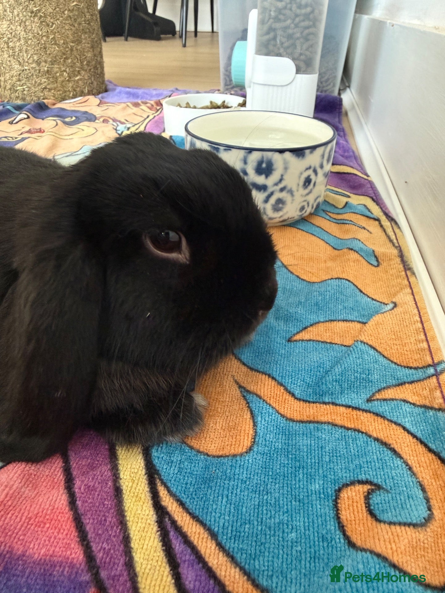 English Lop rabbits 1 year old lop  - Advert 4