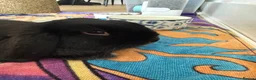 English Lop rabbits for sale: 1 year old lop  in Maidenhead - Advert 1