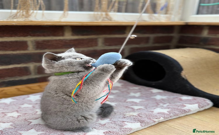 Scottish Fold cats - Advert 2