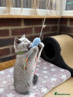 Scottish Fold cats - Advert 1