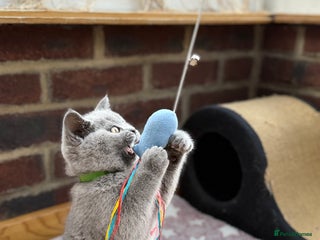 Scottish Fold cats - Advert 1