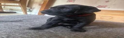 Labrador Retriever dogs for sale: Black Labrador pups, KC, dna tests, great scores - Advert 16