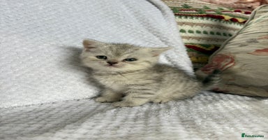 British Shorthair cats - Advert 13