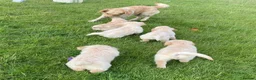 Golden Retriever dogs for sale: Beautiful Golden Retriever Puppies Ready Now - Advert 2