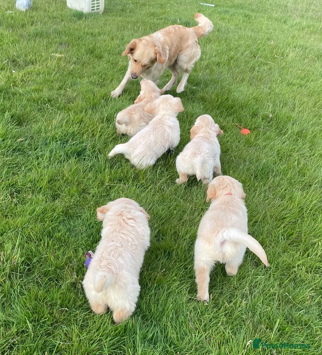 Golden Retriever dogs for sale: Beautiful Golden Retriever Puppies Ready Now - Advert 2