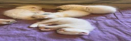 Ragdoll cats for sale: 🌟 Stunning Ragdoll Kittens – Little Angels  🌟 - Advert 9