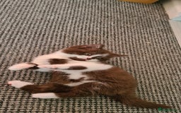 British Shorthair cats for sale: 4 Sweet PEDIGREE kittens - Image 12