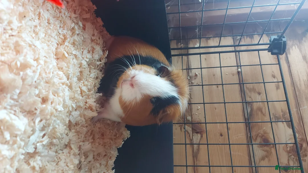 Guinea Pig rodents for sale: Beautiful pair of boys for sale in Derby - Advert 6