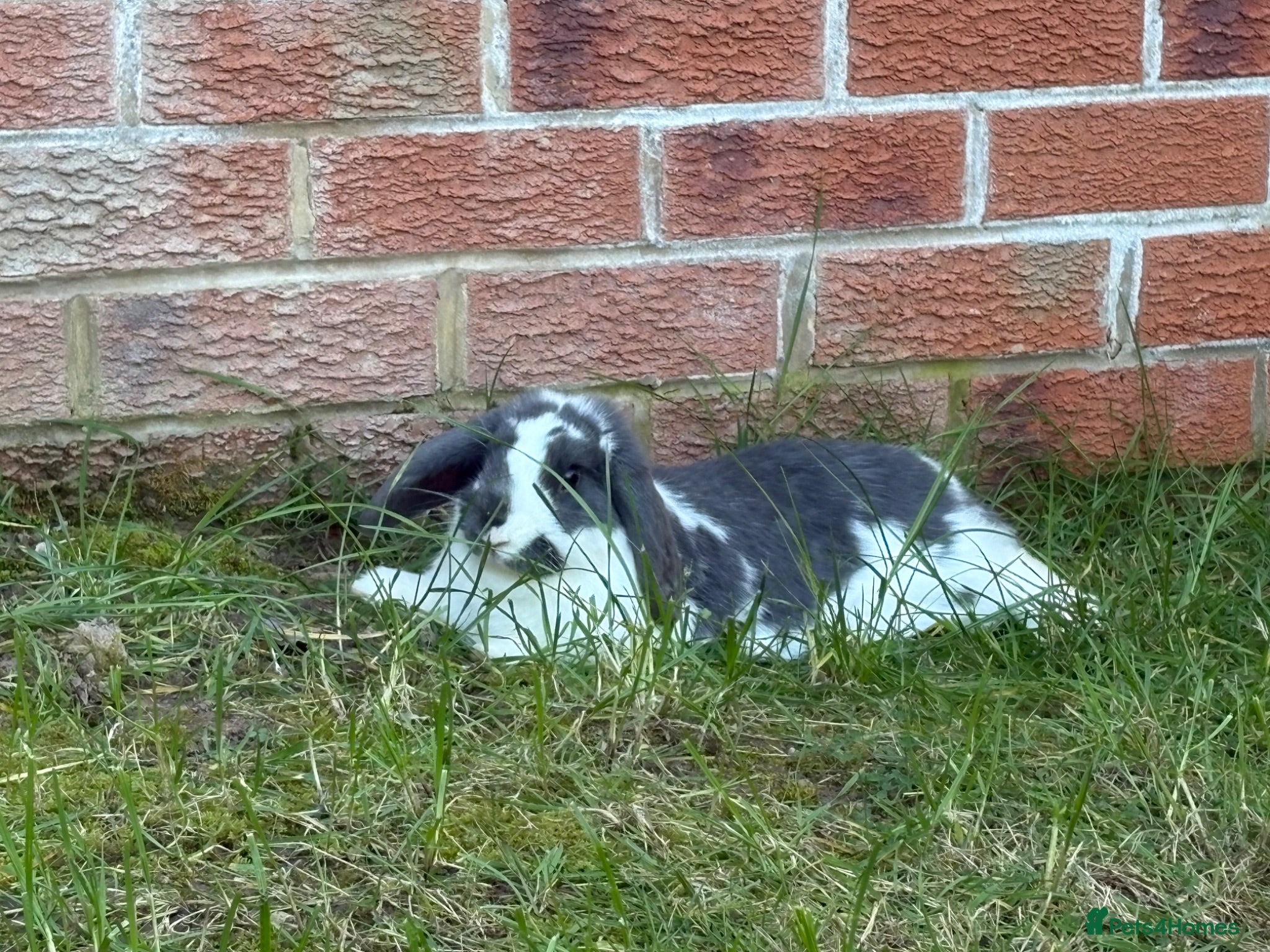 Mini Lop rabbits Male mini lop  - Advert 1