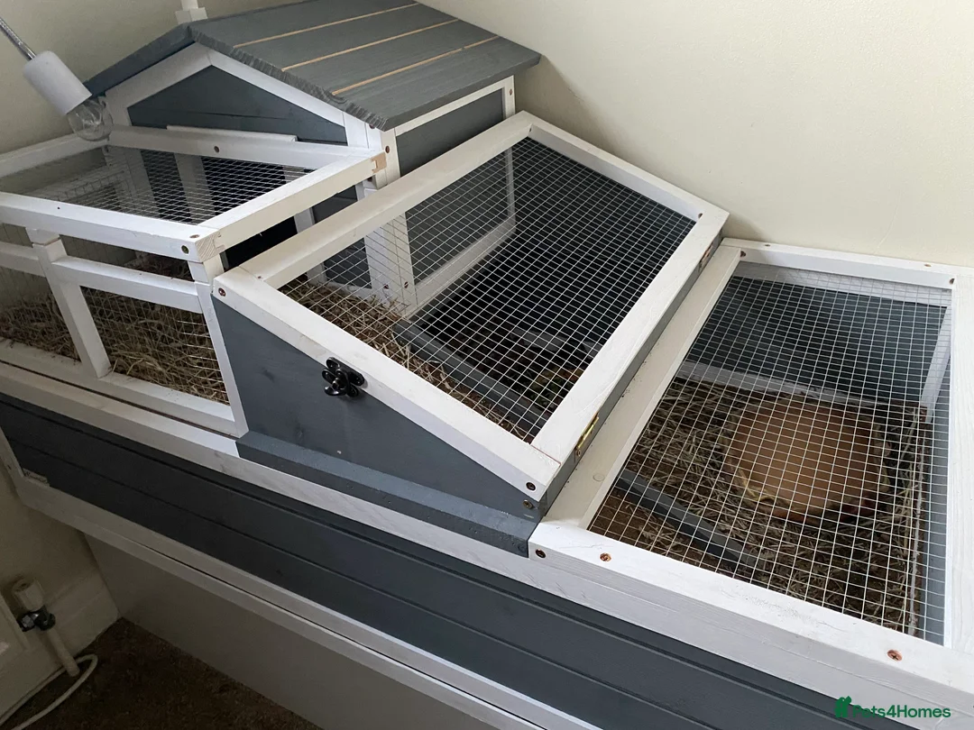 Tortoise reptiles for sale: Horsefield Tortoise  - Advert 4