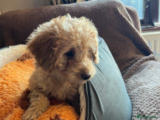 Mixed Breed dogs F1b Australian Labradoodle - Advert 4
