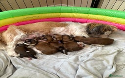 Zuchon dogs for sale: Zuchon pups - Image 8