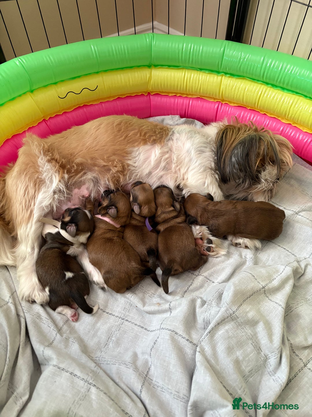 Zuchon dogs for sale: Zuchon pups - Image 8