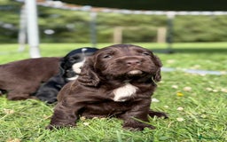 Sprocker dogs for sale: Sproker's - Image 20