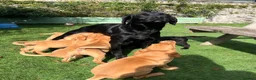 Labrador Retriever dogs for sale: KC reg Labrador , health tested parents  - Advert 4