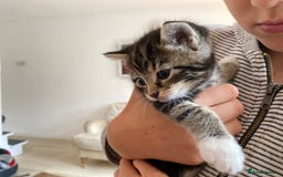 Mixed Breed cats for sale: Four beautiful little kittens - Image 2