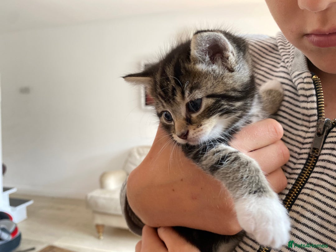 Mixed Breed cats for sale: Four beautiful little kittens - Image 2