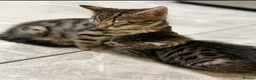 Bengal cats for sale: Beautiful Kittens ready for forever homes. - Advert 30