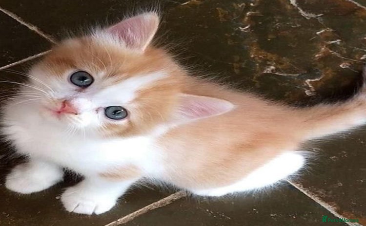 Mixed Breed cats - Advert 2