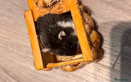 Hamster rodents for sale: Supertamed Russian white dwarf Baby Hamsters - Image 10