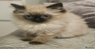Ragdoll cats - Advert 7