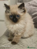 Ragdoll cats - Advert 13