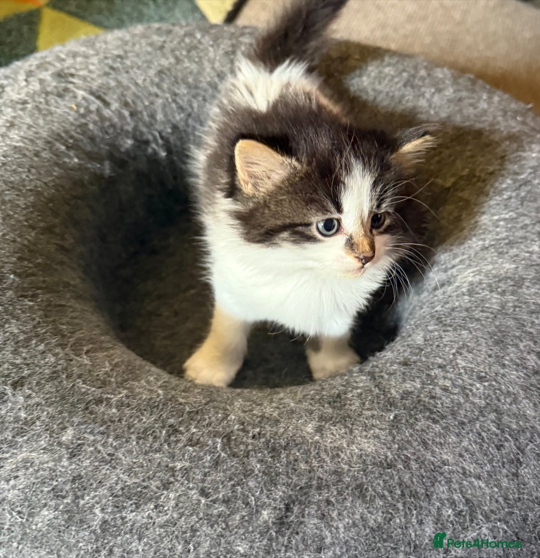 British Shorthair cats for sale: 3 Adorable Kittens Looking for Forever Home! 🐾  - Image 1