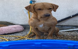 Labrador Retriever dogs for stud: Fox red lab stud only  - Image 1