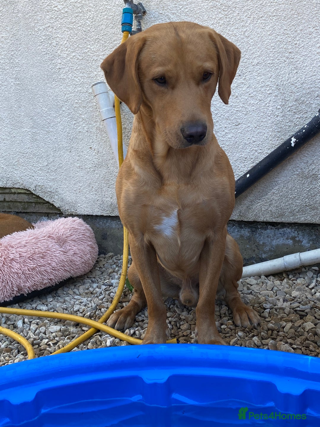 Labrador Retriever dogs for stud: Fox red lab stud only  - Image 1