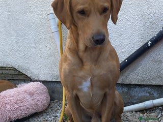 Labrador Retriever dogs - Advert 12