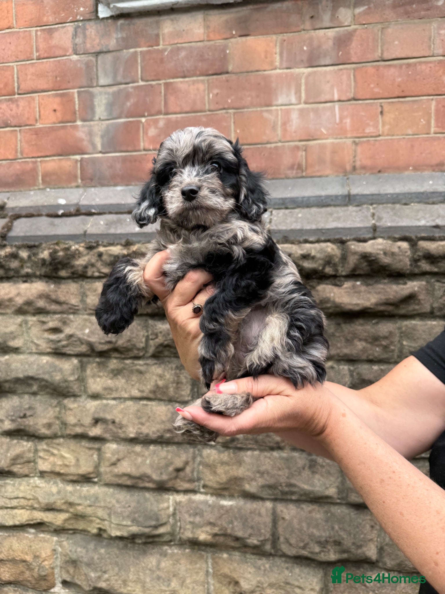 Cavapoo dogs F1 Merle Cavapoo puppies - Advert 1