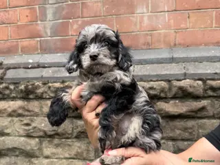 Cavapoo dogs F1 Merle Cavapoo puppies - Advert 4