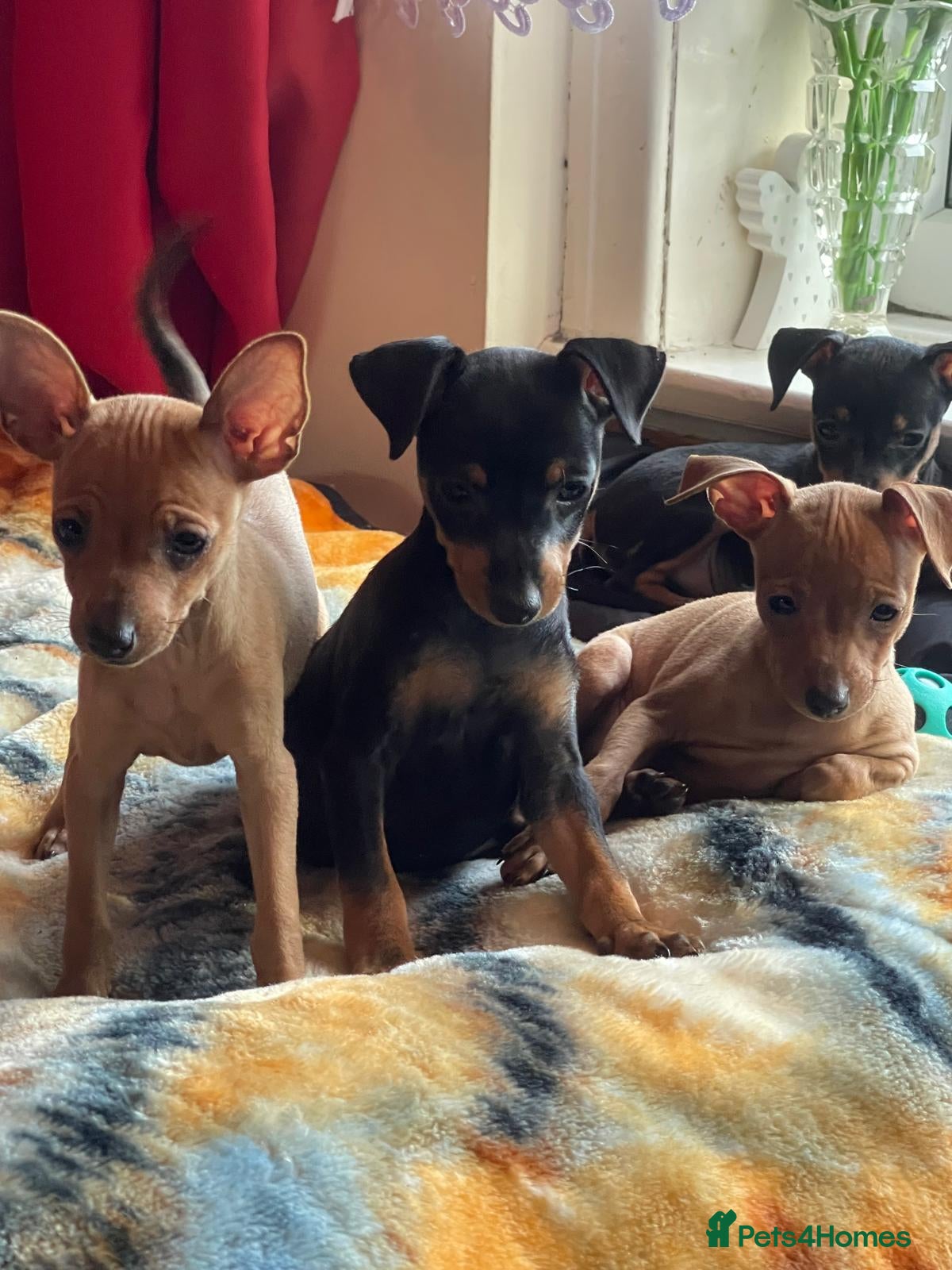 Miniature Pinscher dogs 🐾 Adorable Miniature Pinscher Puppies . - Advert 1