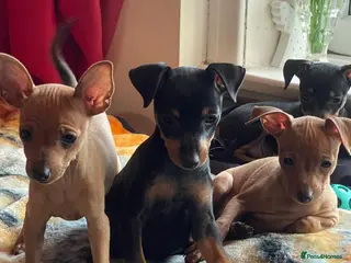 Miniature Pinscher dogs 🐾 Adorable Miniature Pinscher Puppies . - Advert 1