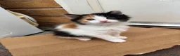 Mixed Breed cats for sale: Tabby Kittens and Ginger - Advert 9