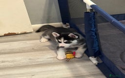 Siberian Husky dogs for sale: Strong Chunky Siberian Husky puppy’s  - Image 33
