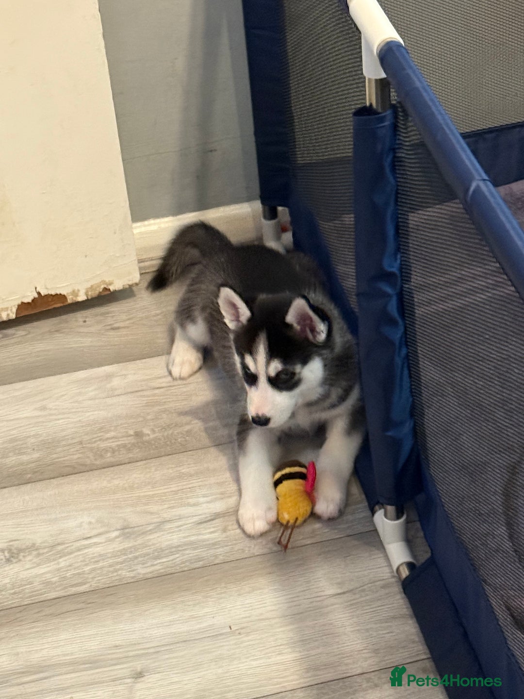 Siberian Husky dogs for sale: Strong Chunky Siberian Husky puppy’s  - Image 33