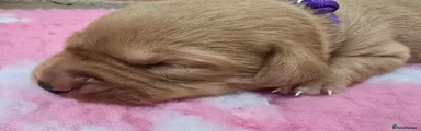 Labrador Retriever 5