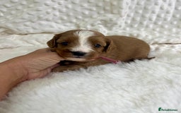 Cavapoo dogs for sale: Top Class Extensively tested F1b Toy Cavapoo pups - Image 6
