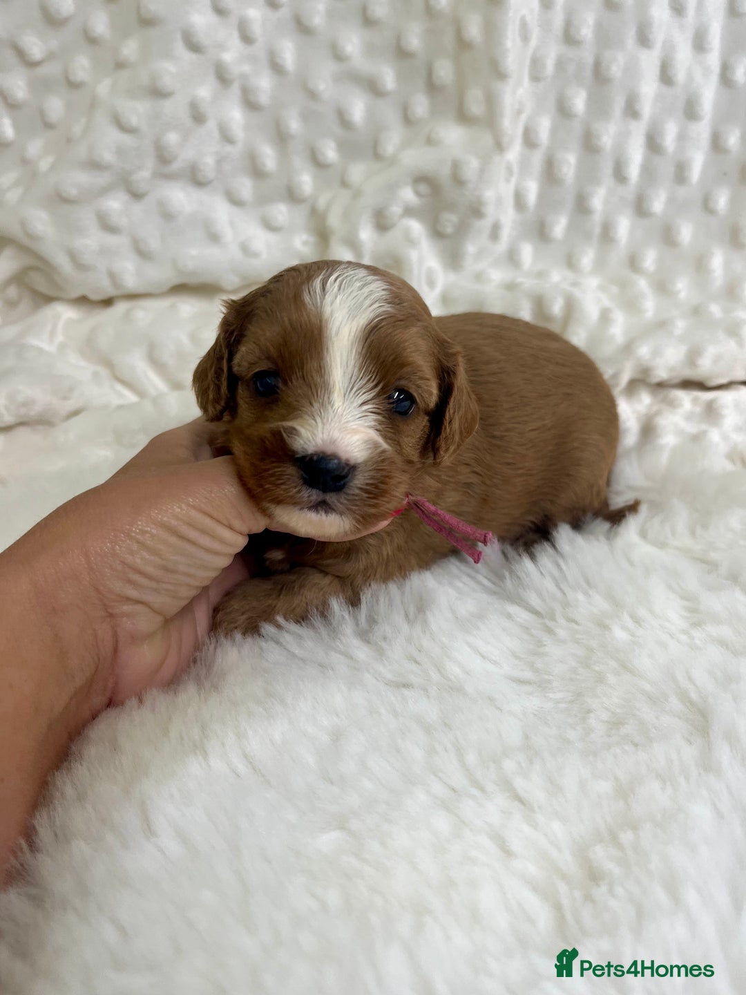 Cavapoo dogs for sale: Top Class Extensively tested F1b Toy Cavapoo pups - Image 6